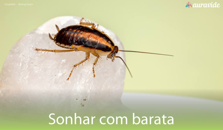 Sonhar com barata