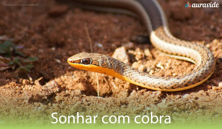 Sonhar com cobra